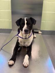 Shelter Stray Male Dog last seen Near W Highland, Longview, City of, TX, 303 H G Mosley Pkwy, Longview, TX 75604, USA