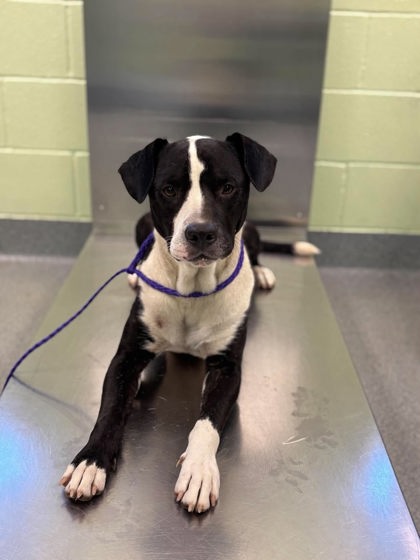 Shelter Stray Male Dog last seen Near W Highland, Longview, City of, TX, 303 H G Mosley Pkwy, Longview, TX 75604, USA
