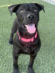 Shelter Stray Male Dog last seen S orange & E Laurite Ave, Fresno Zone Fresno CO 3 93725, CA, 1510 W Dan Ronquillo Dr, Fresno, CA 93706, USA