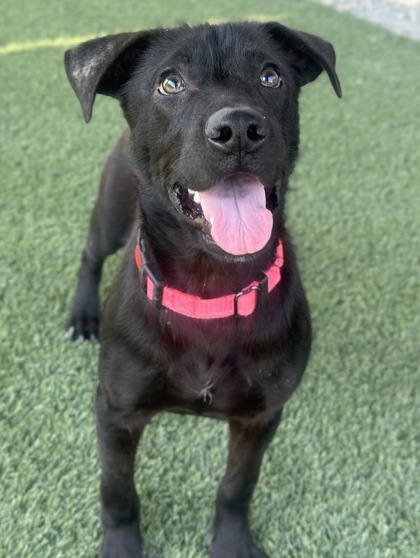 Shelter Stray Male Dog last seen S orange & E Laurite Ave, Fresno Zone Fresno CO 3 93725, CA, 1510 W Dan Ronquillo Dr, Fresno, CA 93706, USA