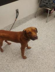 Shelter Stray Male Dog last seen Near Windsor St., Atlanta, GA, 1251 Fulton Industrial Blvd NW, Atlanta, GA 30336, USA