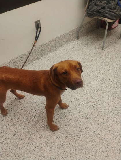 Shelter Stray Male Dog last seen Near Windsor St., Atlanta, GA, 1251 Fulton Industrial Blvd NW, Atlanta, GA 30336, USA
