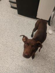 Shelter Stray Female Dog last seen Near The Lakes Dr, South Fulton, GA, 1251 Fulton Industrial Blvd NW, Atlanta, GA 30336, USA