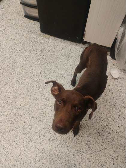 Shelter Stray Female Dog last seen Near The Lakes Dr, South Fulton, GA, 1251 Fulton Industrial Blvd NW, Atlanta, GA 30336, USA