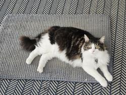 Reunited Female Cat last seen Elaine and East Terry, Bonita Springs, FL 34135