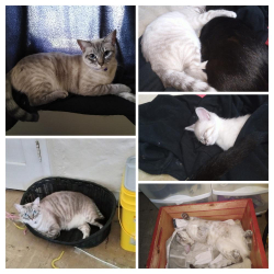 Lost Female Cat last seen Near n Claremont, San Jose, CA 95127