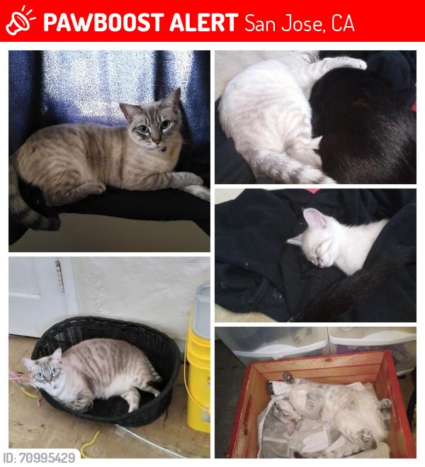 Lost Female Cat last seen Near n Claremont, San Jose, CA 95127