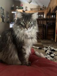 Lost Male Cat last seen Greenway Blvd, Central Middle School, South Point Elementary, East Grand Forks, MN 56721