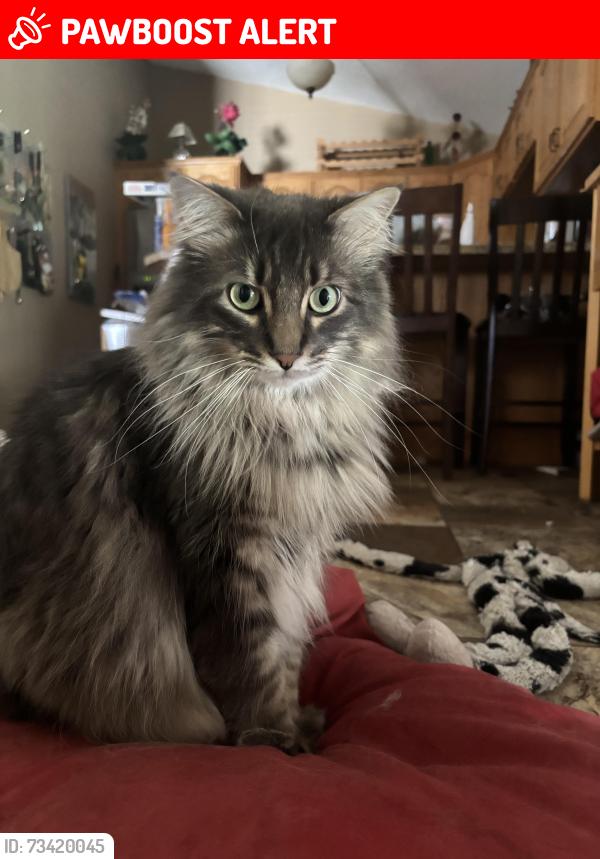 Lost Male Cat last seen Greenway Blvd, Central Middle School, South Point Elementary, East Grand Forks, MN 56721