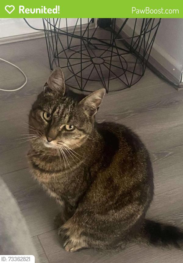 Reunited Female Cat last seen Tobergill area antrim, Antrim and Newtownabbey, Northern Ireland 