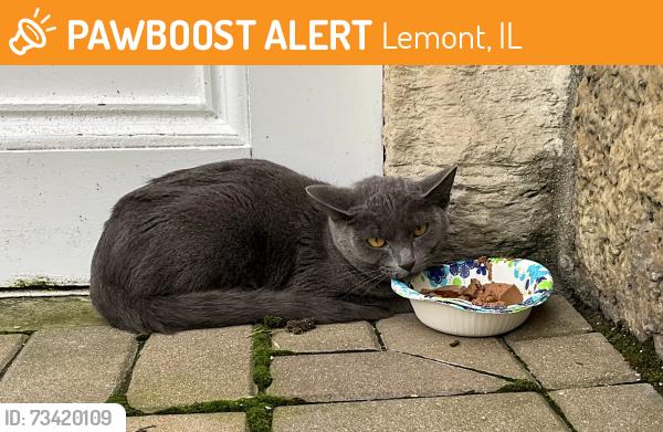 Found/Stray Unknown Cat last seen State Street & Freemont, Lemont, IL 60439