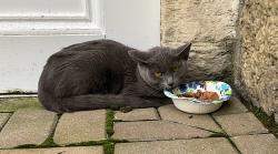 Found/Stray Unknown Cat last seen State Street & Freemont, Lemont, IL 60439