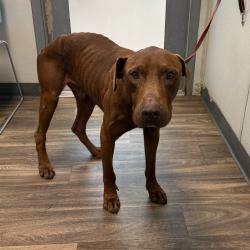 Shelter Stray Male Dog last seen Near Logan Avenue, San Diego, CA, 92113, 5500 Gaines St, San Diego, CA 92110, USA