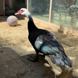 Shelter Stray Unknown Bird last seen Near Akins Avenue, San Diego, CA, 92114, 5500 Gaines St, San Diego, CA 92110, USA