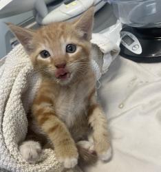 Shelter Stray Male Cat last seen Near 35th Street, San Diego, CA, 92102, 5500 Gaines St, San Diego, CA 92110, USA