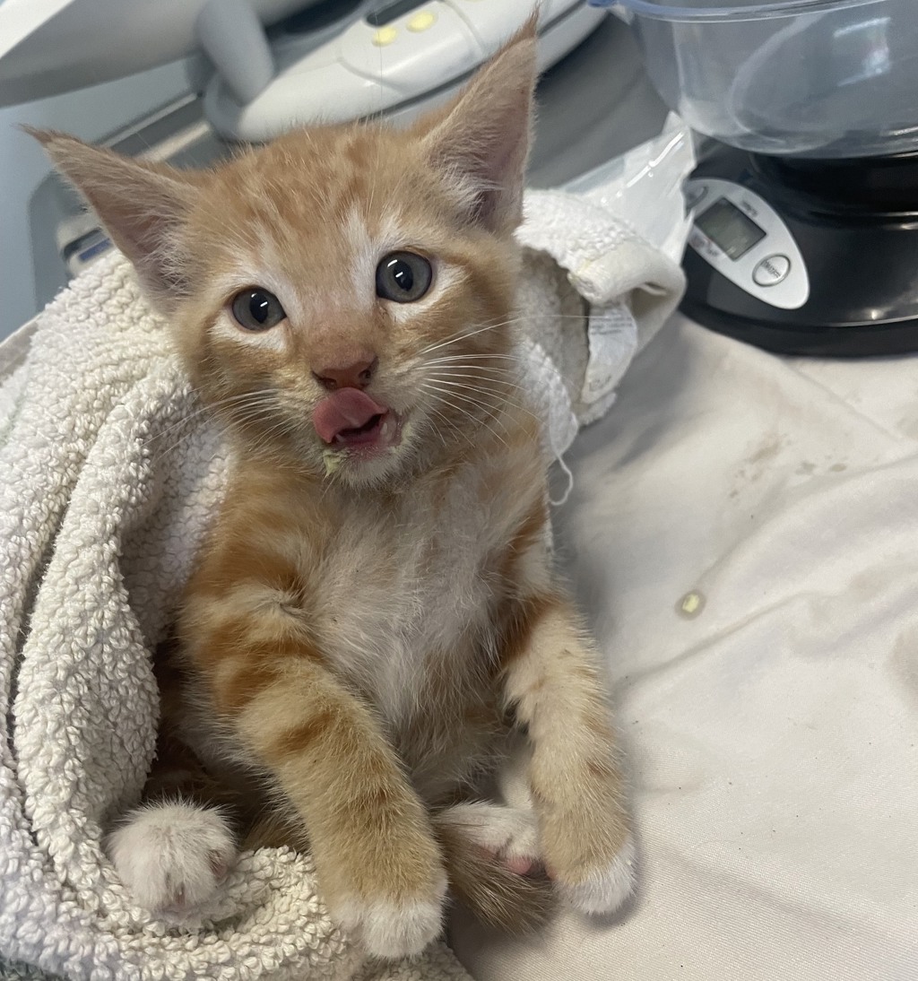 Shelter Stray Male Cat last seen Near 35th Street, San Diego, CA, 92102, 5500 Gaines St, San Diego, CA 92110, USA
