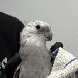 Shelter Stray Unknown Bird last seen Near Virginia Way, San Diego, CA, 92173, 5500 Gaines St, San Diego, CA 92110, USA