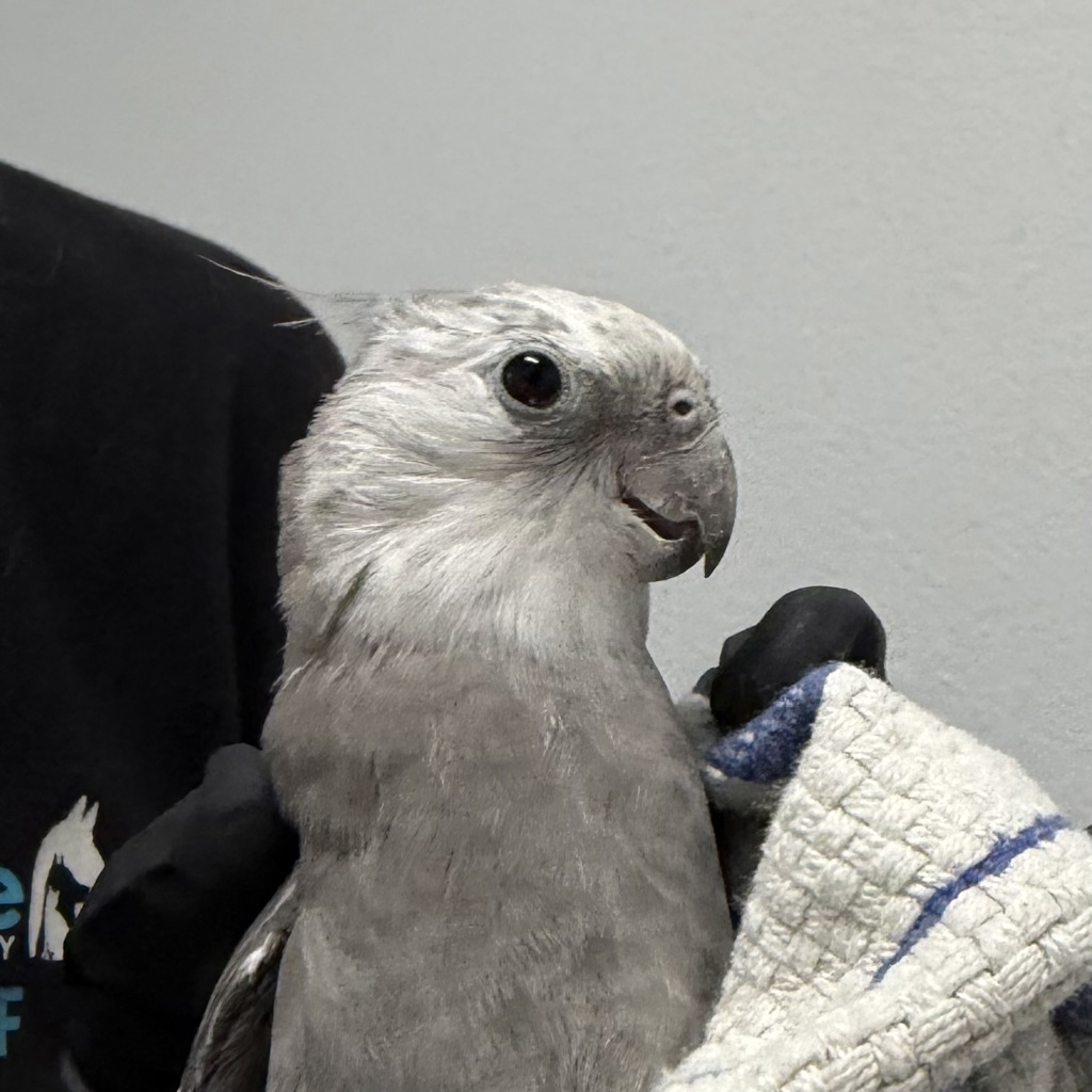 Shelter Stray Unknown Bird last seen Near Virginia Way, San Diego, CA, 92173, 5500 Gaines St, San Diego, CA 92110, USA