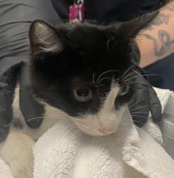 Shelter Stray Male Cat last seen Near Florence Street, San Diego, CA, 92113, 5500 Gaines St, San Diego, CA 92110, USA
