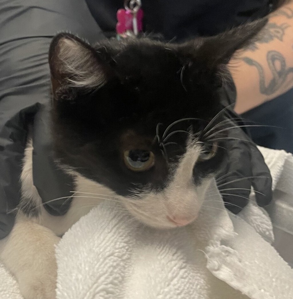 Shelter Stray Male Cat last seen Near Florence Street, San Diego, CA, 92113, 5500 Gaines St, San Diego, CA 92110, USA