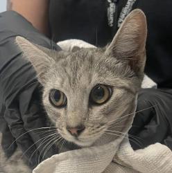 Shelter Stray Female Cat last seen Near Florence Street, San Diego, CA, 92113, 5500 Gaines St, San Diego, CA 92110, USA