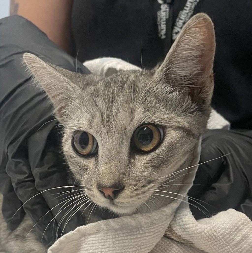 Shelter Stray Female Cat last seen Near Florence Street, San Diego, CA, 92113, 5500 Gaines St, San Diego, CA 92110, USA