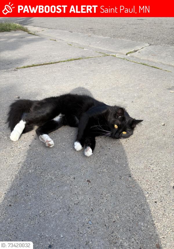 Lost Male Cat last seen hazel st, luella st., Saint Paul, MN 55119