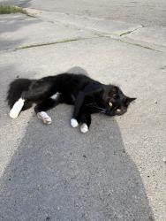 Lost Male Cat last seen hazel st, luella st., Saint Paul, MN 55119