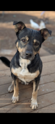 Reunited Male Dog last seen Bartlett St grass valley ca 95945, Grass Valley, CA 95945