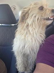 Found/Stray Male Dog last seen Golden valley health center, Modesto, CA 95358