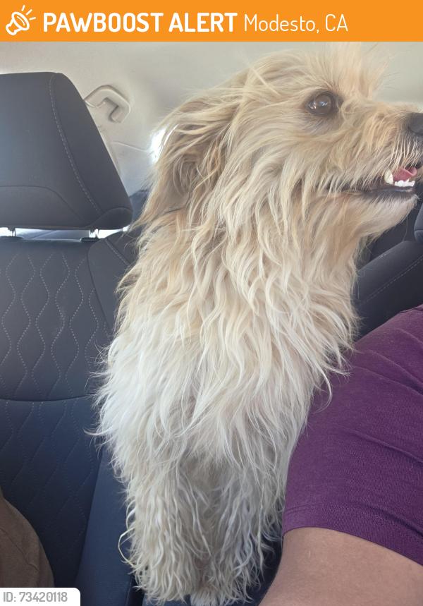 Found/Stray Male Dog last seen Golden valley health center, Modesto, CA 95358