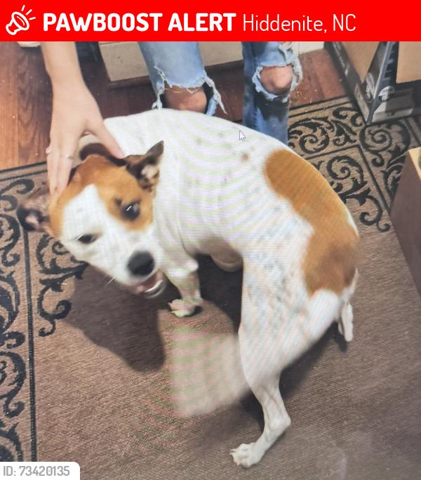 Lost Female Dog last seen Hiddenite nc, Hiddenite, NC 28636