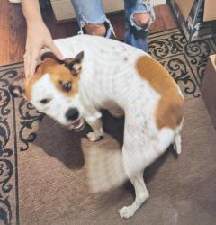 Lost Female Dog last seen Hiddenite nc, Hiddenite, NC 28636