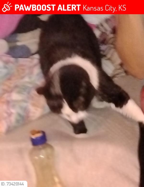 Lost Female Cat last seen Maple hill cemetary, Kansas City, KS 66106