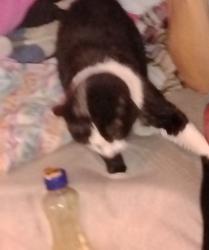 Lost Female Cat last seen Maple hill cemetary, Kansas City, KS 66106