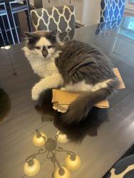 Reunited Male Cat last seen Near Ariel Way, Easley, SC 29642, USA, Easley, SC 29642