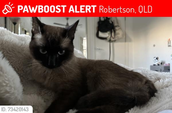 Lost Male Cat last seen Didbrook St, Robertson, QLD 4109