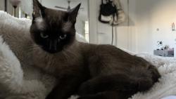 Lost Male Cat last seen Didbrook St, Robertson, QLD 4109