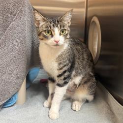 Shelter Stray Female Cat last seen , 361 S Raymond Ave, Pasadena, CA 91105, USA