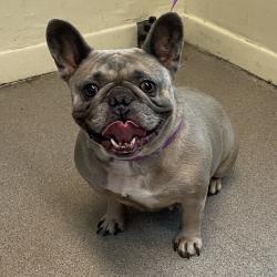 Shelter Stray Female Dog last seen , 361 S Raymond Ave, Pasadena, CA 91105, USA