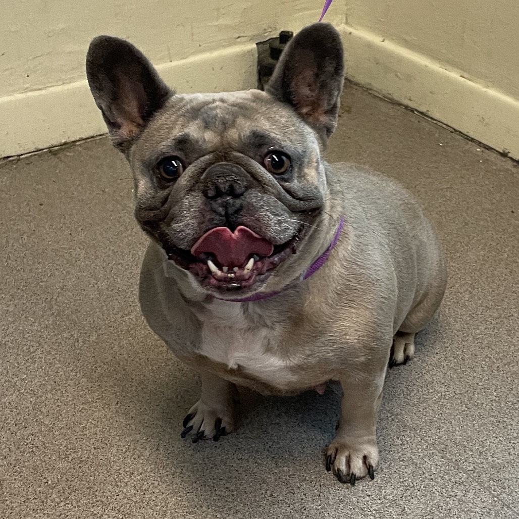 Shelter Stray Female Dog last seen , 361 S Raymond Ave, Pasadena, CA 91105, USA