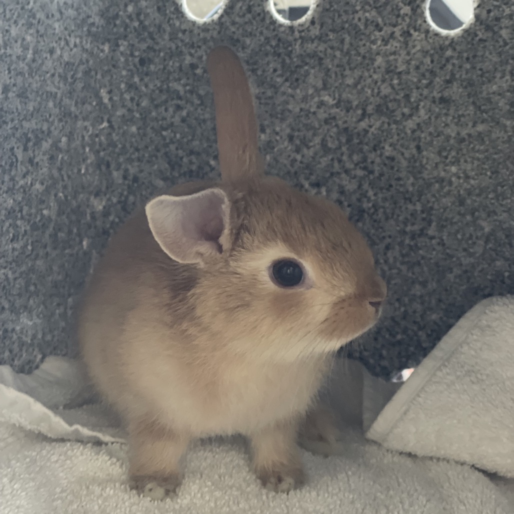 Shelter Stray Male Rabbit last seen , 361 S Raymond Ave, Pasadena, CA 91105, USA
