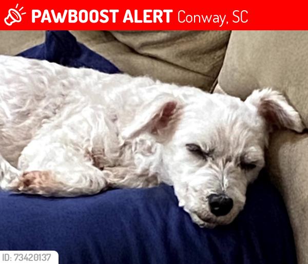 Lost Male Dog last seen Pebble lane & Adrian hwy, Conway, SC 29526