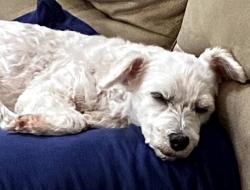 Lost Male Dog last seen Pebble lane & Adrian hwy, Conway, SC 29526