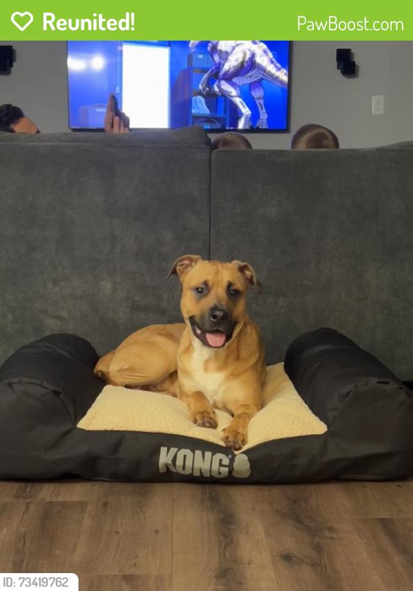 Reunited Male Dog last seen 172nd St & 15th St, Vancouver, WA 98683