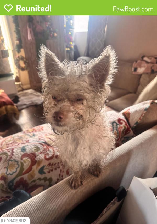 Reunited Male Dog last seen Near San Anselmo Ave, South Gate, CA 90280, USA, South Gate, CA 90280