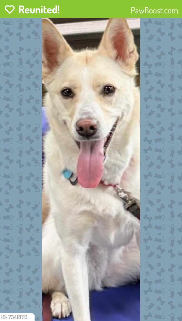 Reunited Female Dog last seen Starflower Way & Ashburn Farm Parkway, Ashburn, VA 20147