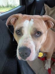 Reunited Female Dog last seen E. Lake Ave. and Yorkshire Drive, Baltimore, MD 21212