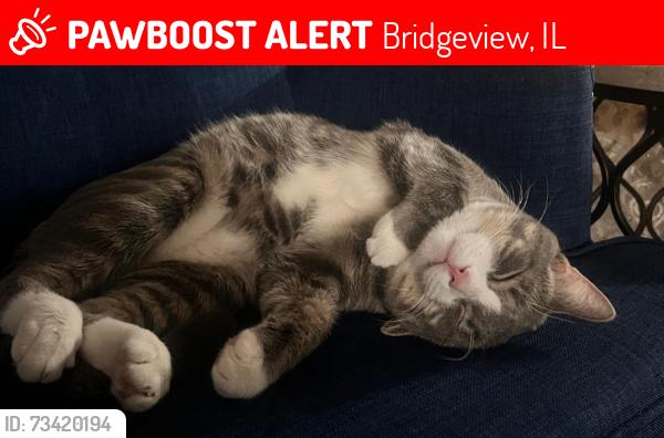 Lost Male Cat last seen The Nile Restaurant, Bridgeview, IL 60455