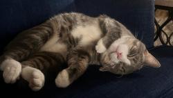 Lost Male Cat last seen The Nile Restaurant, Bridgeview, IL 60455